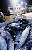 Unloading tuna fish. Getaria. Guipuzcoa. Basque Country. Spain