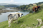 Marisma de Pombo. Ria de San Vicente. San Vicente de la Barquera. Picos de Europa. Cantabria. Spain