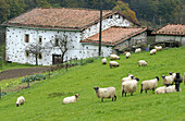 Latza sheep. Brinkola. Legazpi, Guipúzcoa. Euskadi, Spain