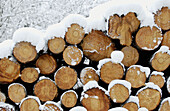 Snowy pine logs. Sierra de Aitzkorri. Gipuzkoa Province. Basque Country. Spain