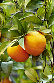 Oranges, Tomar. District of Santarém, Portugal