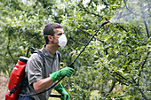 Farmer treating fruit trees with sprayer (Insecticides, Pesticides). Apple trees. Gipuzkoa, Euskadi. Spain.