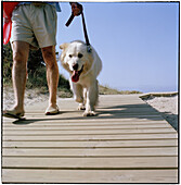  Adult, Adults, Animal, Animals, Anonymous, Beach, Beaches, Boardwalk, Boardwalks, Color, Colour, Contemporary, Daytime, Dog, Dogs, Exterior, Holiday, Holidays, Human, Leash, Leashes, Leisure, Looking at camera, Male, Man, Men, Men only, Obedience, Obedie