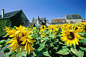 Country village among blossoming sunflowers fields. Touraine. France