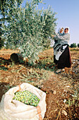 Women harvesting olives. Syria