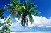 Palm trees. Lagon Bleu. Rangiroa atoll. Tuamotu Archipielago. French Polynesia