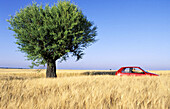 Red car and tree in a wheat field. Valensole. Alpes de Haute Provence. Provence. France