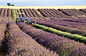 July harvest, lavender fields. Valensole. Alpes de Haute Provence. Provence. France