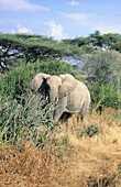 Lonesome elephant. Serengeti National Park. Tanzania