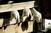 Curious sheep. Längenfeld. Tirol. Austria