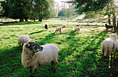 Sheep grazing. Country near Douarnenez. Finistere. Brittany. France
