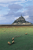 Sheeps gazing in a salted field with Mont Saint Michel at the background. Normandy. France