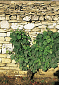 Vineyard against stone wall. Clos Vougeot. Cote de Nuits. Cote d Or. Burgundy. France