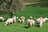 Charolais cows. Vezelay. Burgundy. France