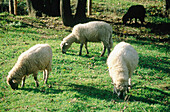 Sheep grazing. Douarnenez. Finistere. Brittany. France