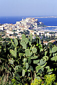 Genovese citadel and cactus at fore. Calvi, Corsica Island. France