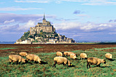 Sheep grazing in front of Mont St. Michel. Normandy, France