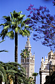 Giralda tower. Sevilla, Spain