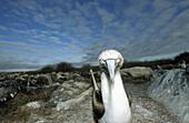 Blue foot gannet (Sula nebouxii). Punta Suarez. Española (Hood Island). Galapagos Islands. Ecuador
