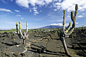 Cactus growing on a lava soil. Punta Moreno. Isabela Island. Galapagos Islands. Ecuador