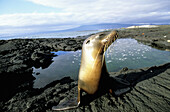 Galapagos sea lion (Arctocephalus galapagoensis). Punta Espinosa. Fernandina Island. Galapagos Islands. Ecuador