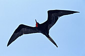 Great frigatebird (Fregata minor) flying. Punta Espinosa. Fernandina Island. Galapagos Islands. Ecuador
