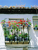 Flower pots at balcony, Albaicín quarter. Granada. Spain