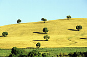 Country landscape. Andalucía. Spain