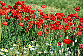 Poppies