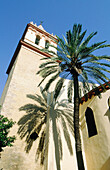San Gil church tower and palm tree. Sevilla. Spain