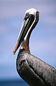 Brown Pelican (Pelicanus occidentalis). Isabela Island. Galapagos Islands. Ecuador