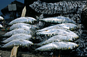 Fresh sardines being grilled. Marbella, Costa del Sol. Málaga province. Spain