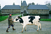 Peasant with normand cow by a fortified medieval farm. Manche. Normandy. France