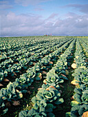 Cabbage plantation. Near Avranches. Manche. Normandy. France