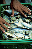 Just caught fishes. Moslem fishermen lakeside village. Koh Pannyi Island (inhabitants are known as Sea Gypsies ). Phuket Island. Thailand