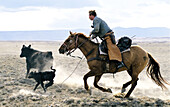 Cowboy roping calf. Greybull, Wyoming. USA