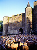 Laucane sheep flock going to stalls. Saint Jean d Alcas, fortified medieval Templar village. Aveyron, France