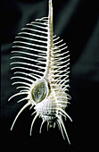 Seashell ( venus comb ). French Polynesia