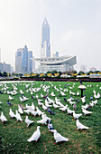 White pigeons at Renmin People s Square. Shanghai. China