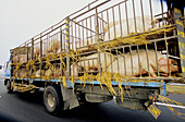 Truck carrying Porks on a highway. Wushen. Zhejiang province, China