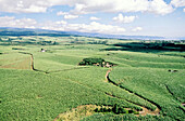 Sugar cane plantations, West coast. Sainte-Marie, Réunion Island (France)