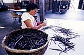 Vanilla plantation workshop. Saint-André. Réunion Island (France)