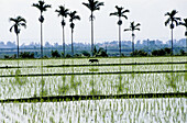 The Chih-Hsiang region ricefields, where is produced the most famous rice in Taiwan. Hualien region (East Coast). Taiwan, Republic of China.