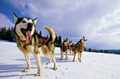 Husky sleigh dogs. Les Fourgs, Doubs. Franche-Comté, France.