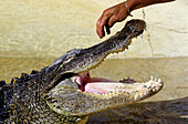 American Alligator (Alligator mississippiensis) in farm, Everglades National Park. Florida. USA