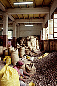 Nutmegs, a Grenada specialty. Woman drying and packing in a small factory. Caribbean