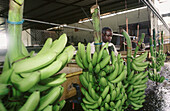 Banana plantation. Martinique, Caribbean, France