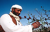 Bedouin wearing the traditional local costume looking for hibiscus flowers growing in the desert, Siwa oasis. Egypt