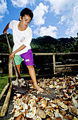 Young man turning over the drying copra (fruit of tha coconut providing oil). Tahoata island. Marquesas archipelago. French Polynesia