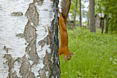 Squirrel in the Seurasaari park. Helsinki. Finland